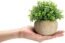 Velener Mini Plastic Artificial Plants Benn Grass in Pot Bonsai, Faux Plants, Fake Grass Home Decor Accents for Living Room, Kitchen, Bedroom and Office, Green…