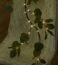 Hairui Lighted Artificial Eucalyptus Garland 6FT 96 LED Battery Operated Faux Vine Lights with Timer for Spring Wedding Backdrop Arch Wall Decor