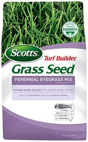 Scotts Turf Builder – Semillas de césped – mezcla de césped perenne